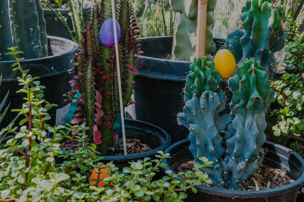 Images Dig It Gardens