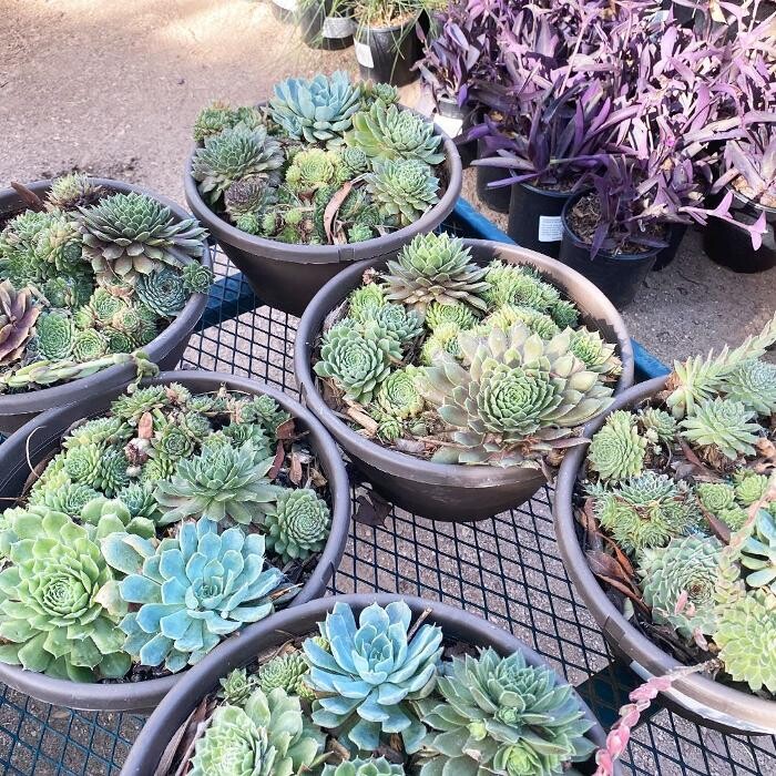 Images Dig It Gardens