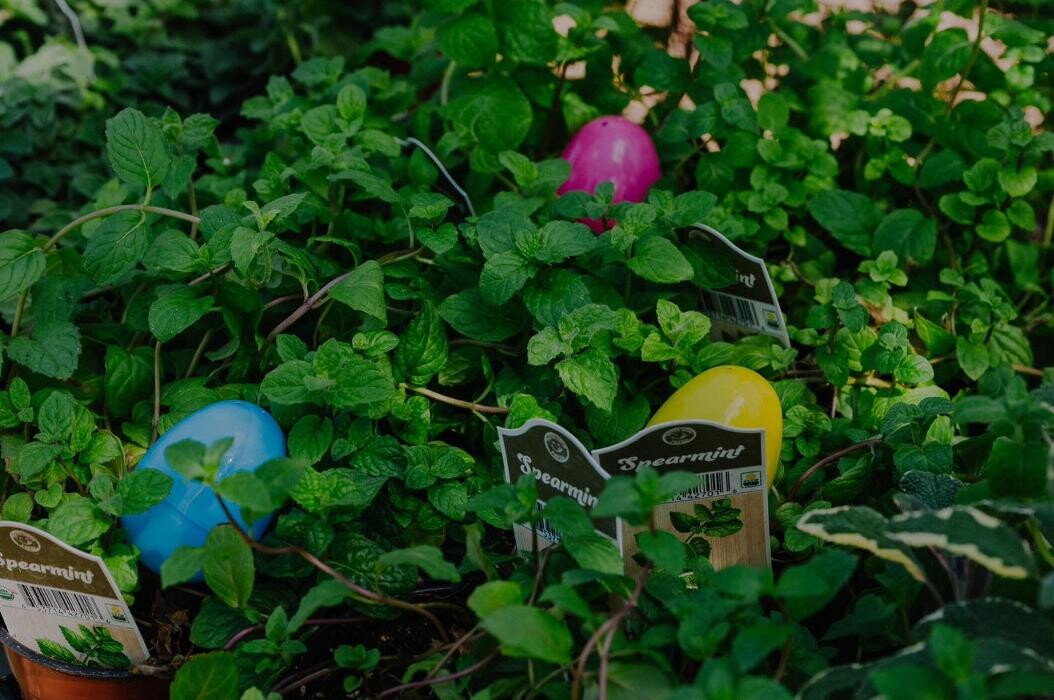 Images Dig It Gardens