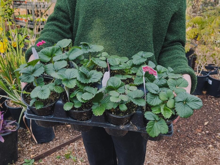 Images Dig It Gardens