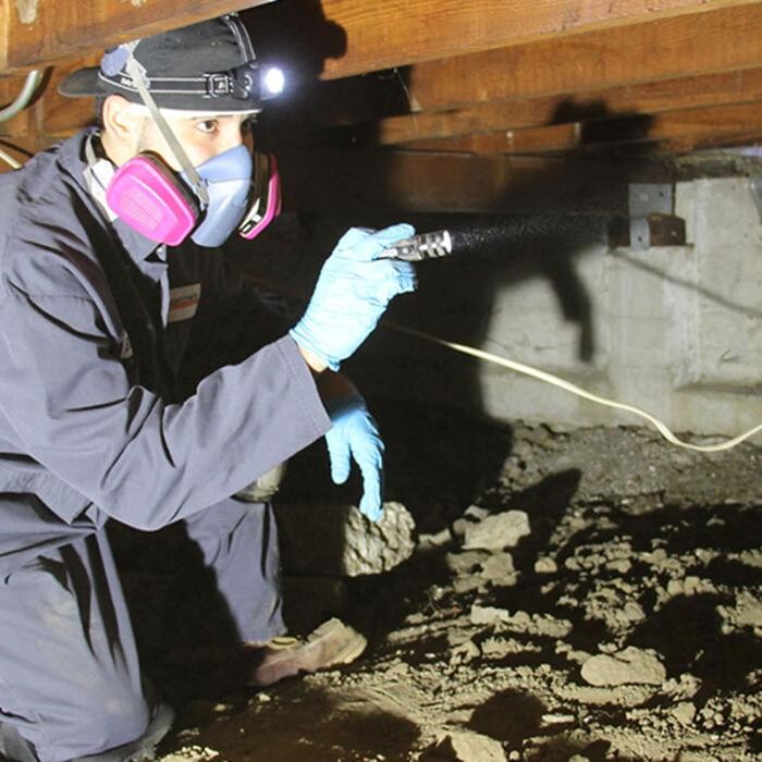 Images MightyMite Termite Services