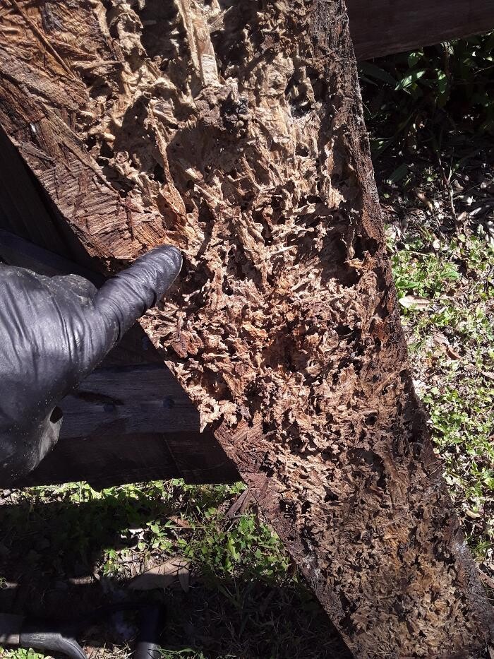 Images Ajax Exterminating - Pest Control Services