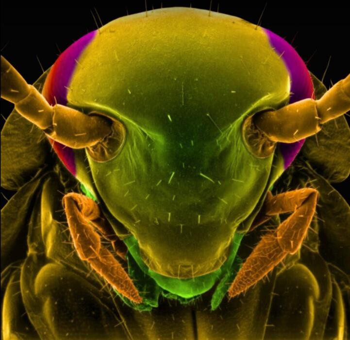Images Ajax Exterminating - Pest Control Services