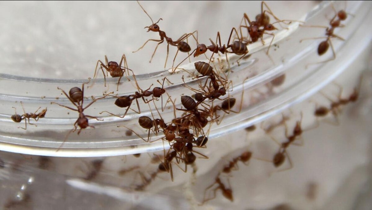 Images Ajax Exterminating - Pest Control Services