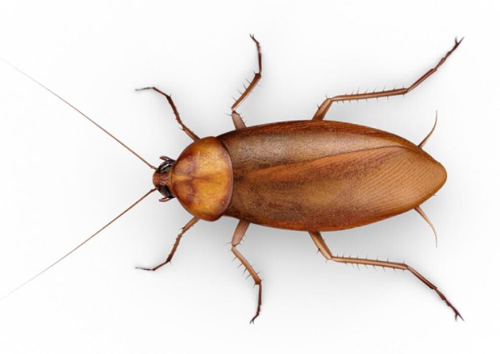 Images Ajax Exterminating - Pest Control Services