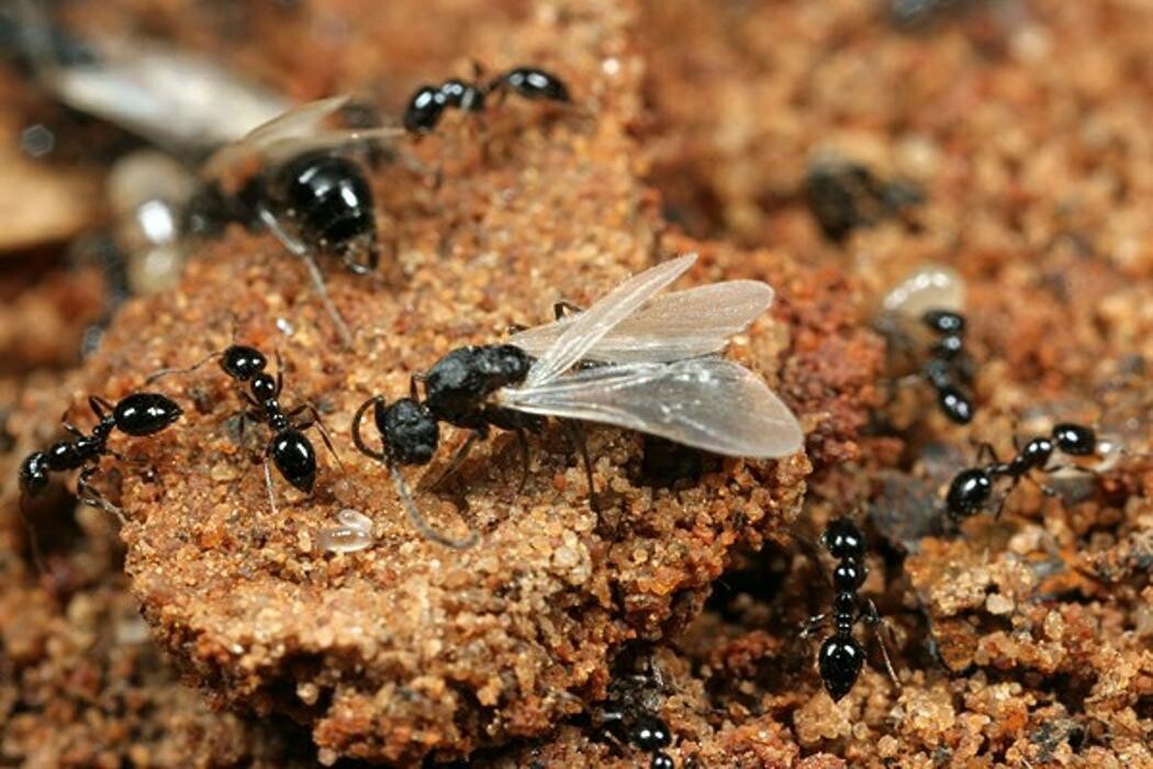 Images Ajax Exterminating - Pest Control Services