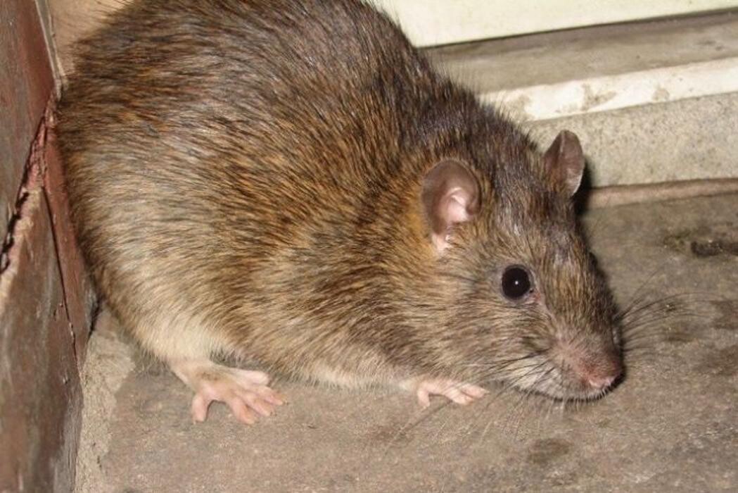 Images Ajax Exterminating - Pest Control Services