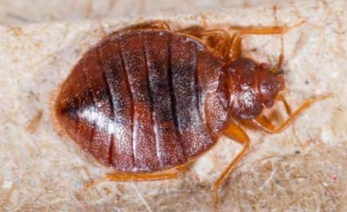 Images Ajax Exterminating - Pest Control Services