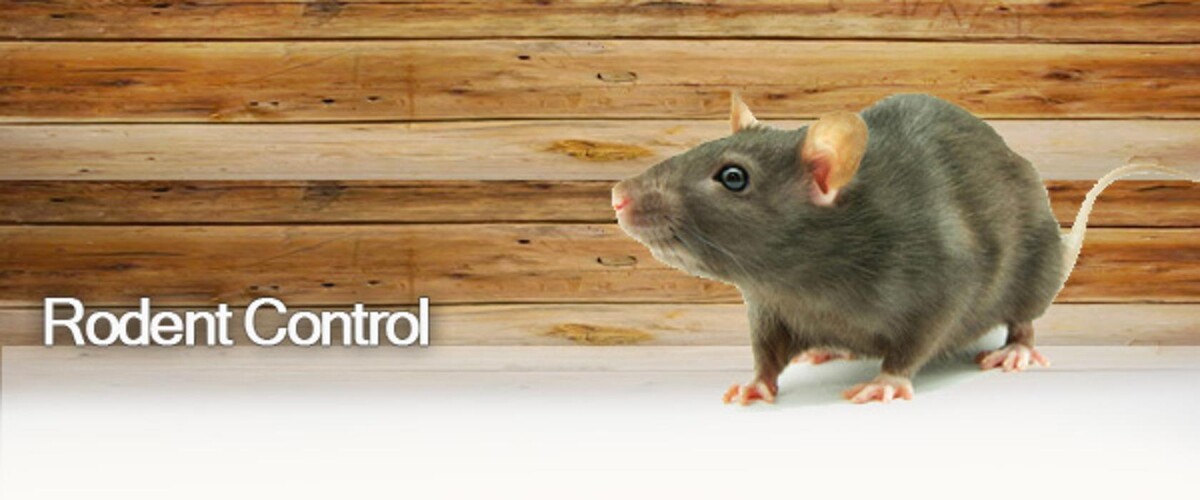 Images Ajax Exterminating - Pest Control Services