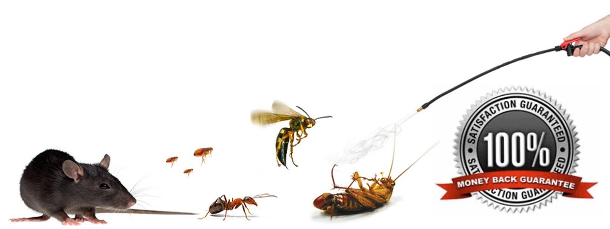 Images Ajax Exterminating - Pest Control Services