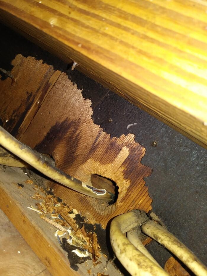 Images Ajax Exterminating - Pest Control Services