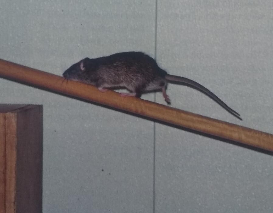 Images Ajax Exterminating - Pest Control Services