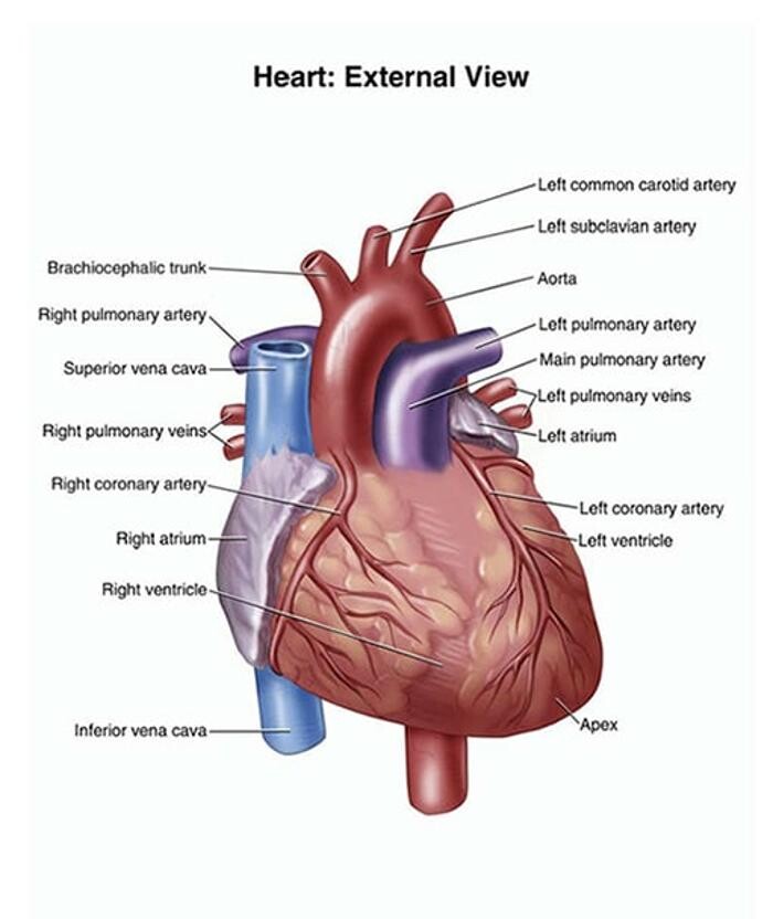 Images Cardiac Solutions