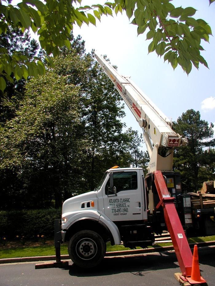 Images Atlanta Classic Tree Service