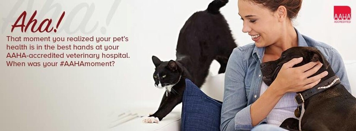 Images Washington Veterinary Medical Clinic