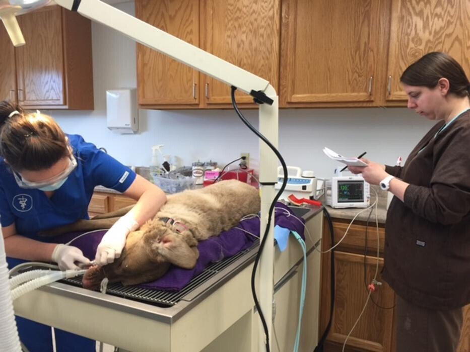 Images Washington Veterinary Medical Clinic