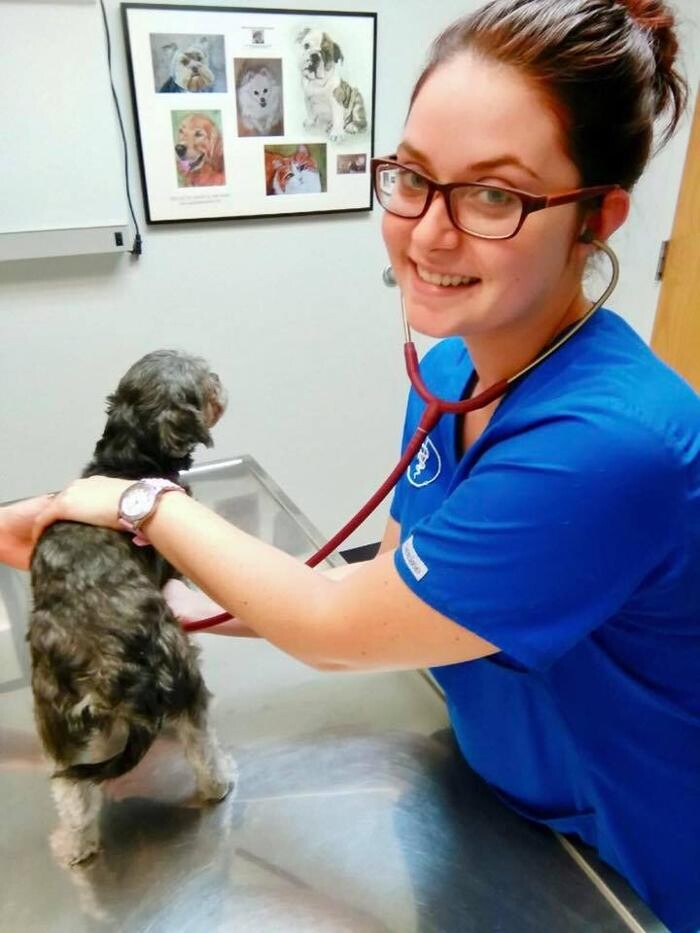 Images Washington Veterinary Medical Clinic