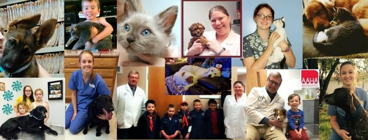 Images Washington Veterinary Medical Clinic