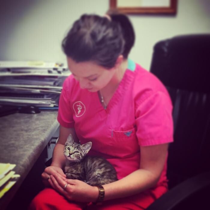 Images Washington Veterinary Medical Clinic