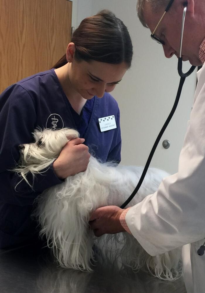 Images Washington Veterinary Medical Clinic