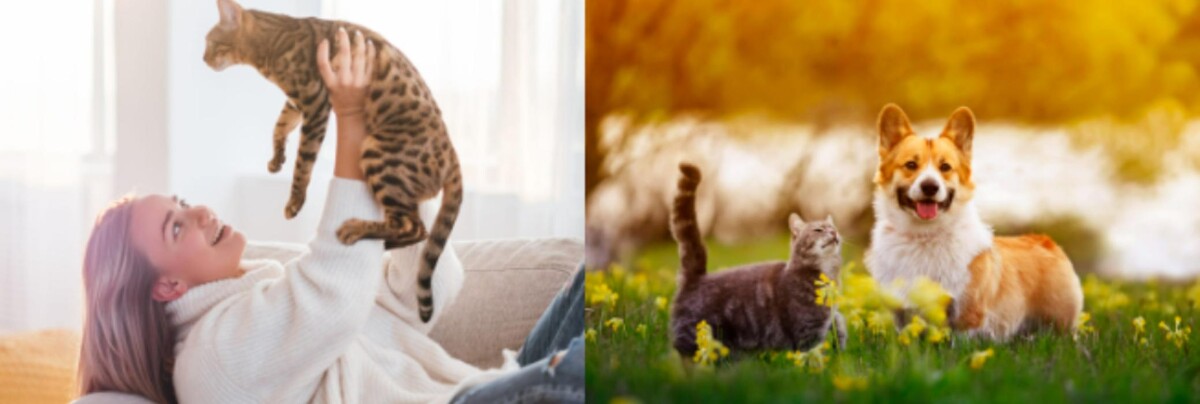 Images Germantown Hills Animal Hospital