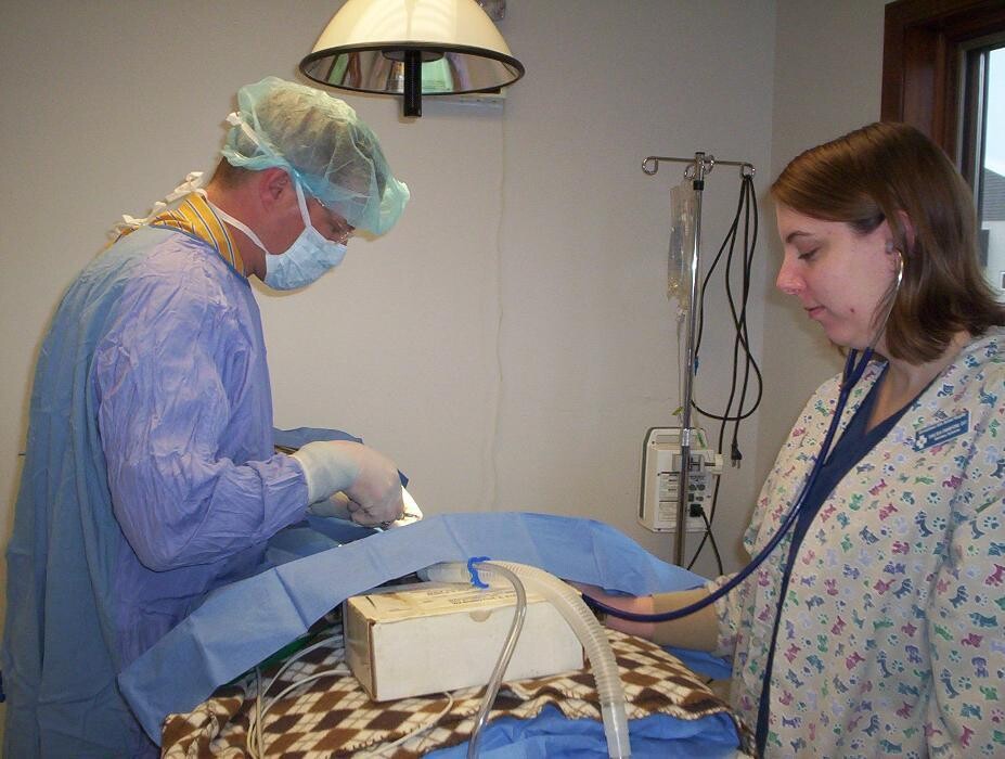 Images Germantown Hills Animal Hospital