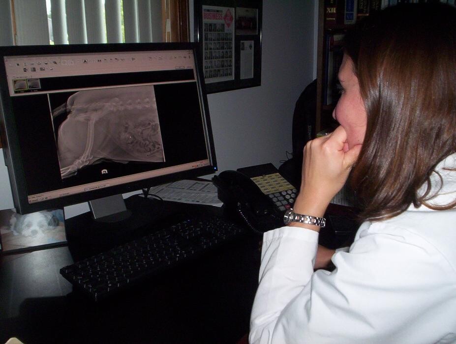 Images Germantown Hills Animal Hospital