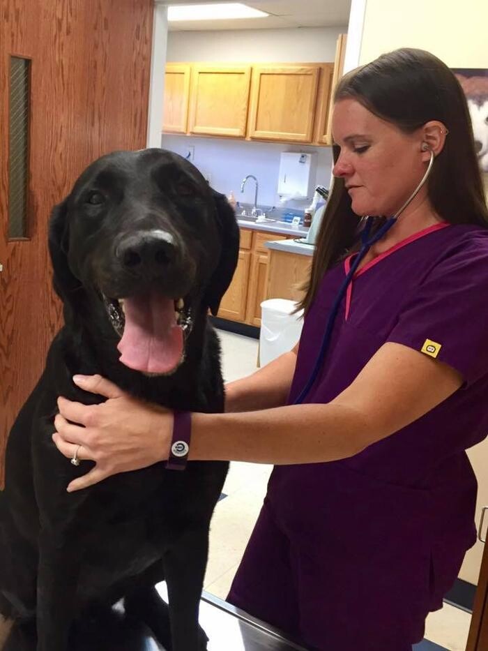 Images Germantown Hills Animal Hospital