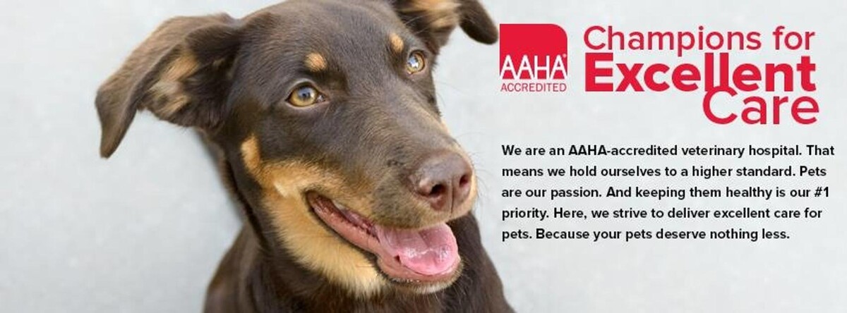 Images Germantown Hills Animal Hospital