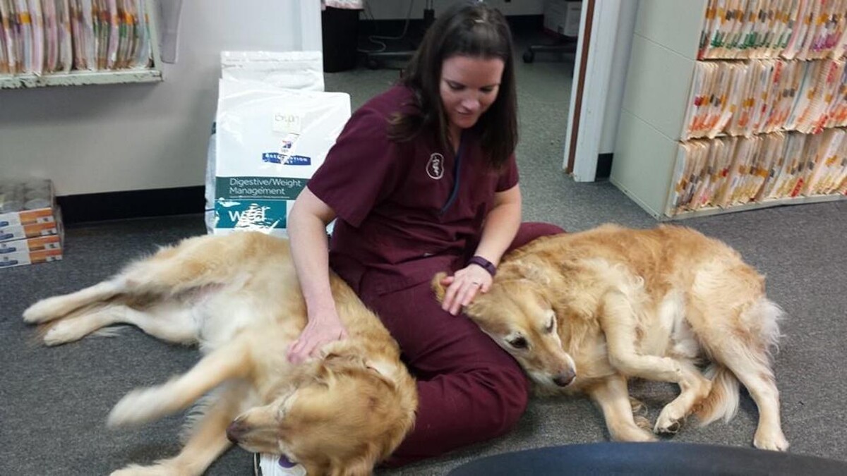 Images Germantown Hills Animal Hospital