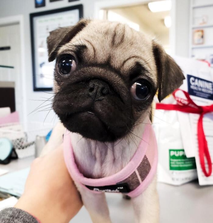 Images Wedington Animal Hospital