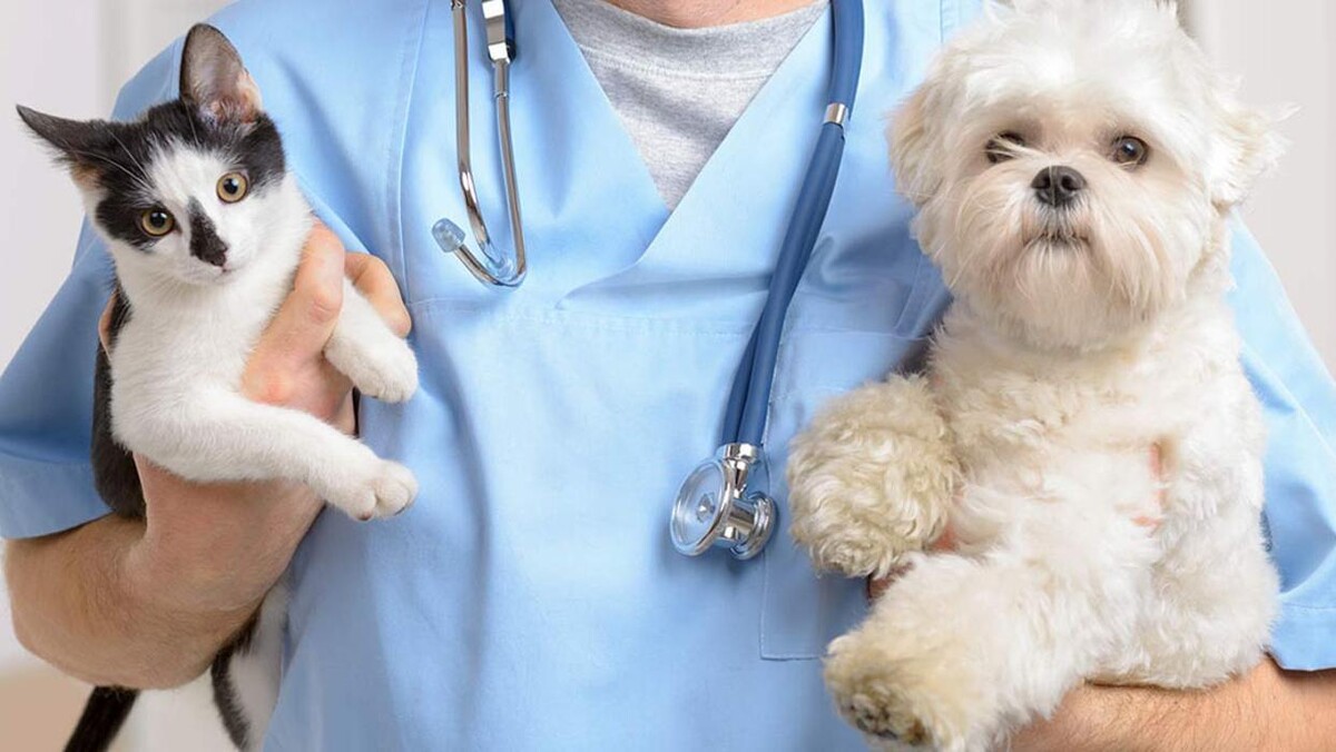 Images Wedington Animal Hospital