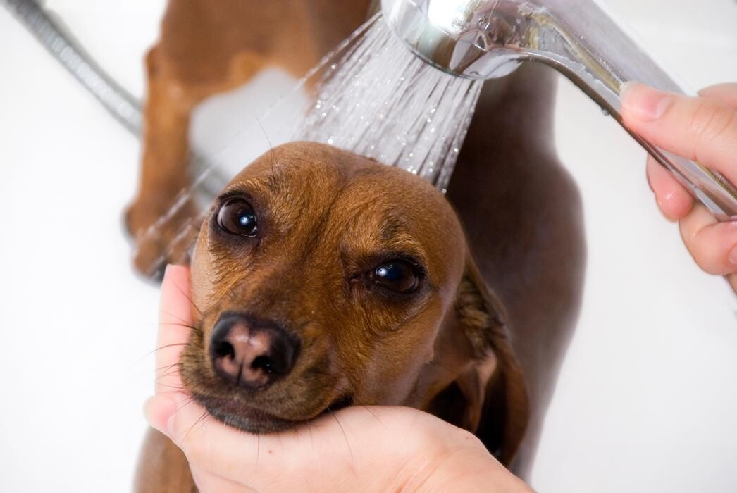 Images Wedington Animal Hospital