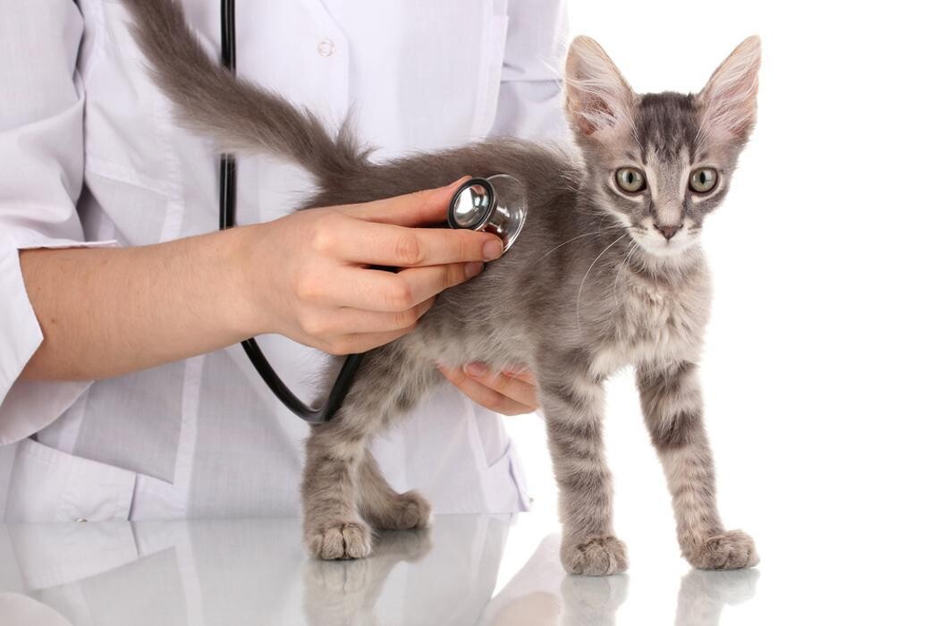 Images Wedington Animal Hospital