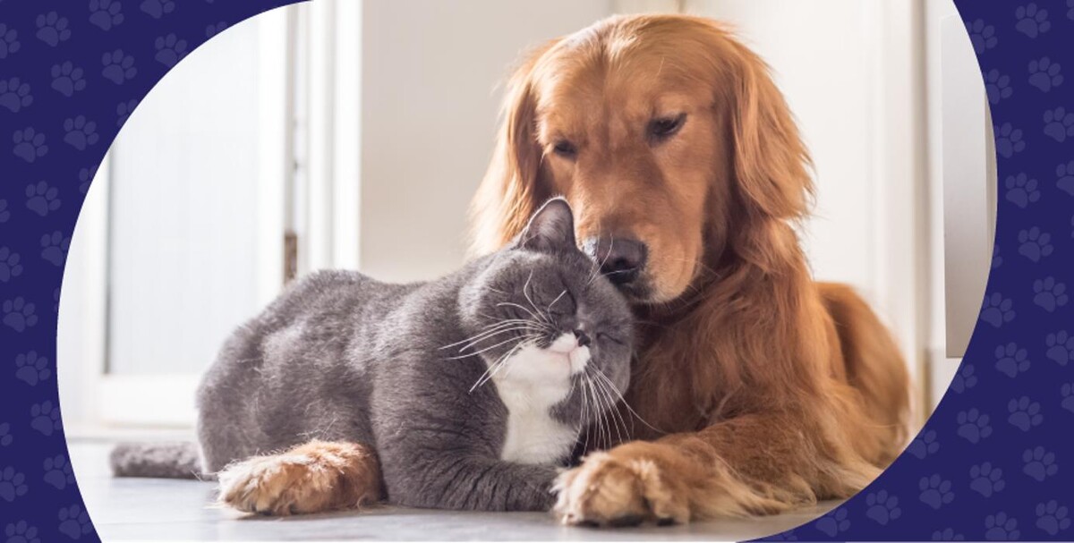 Images Mission Animal Clinic