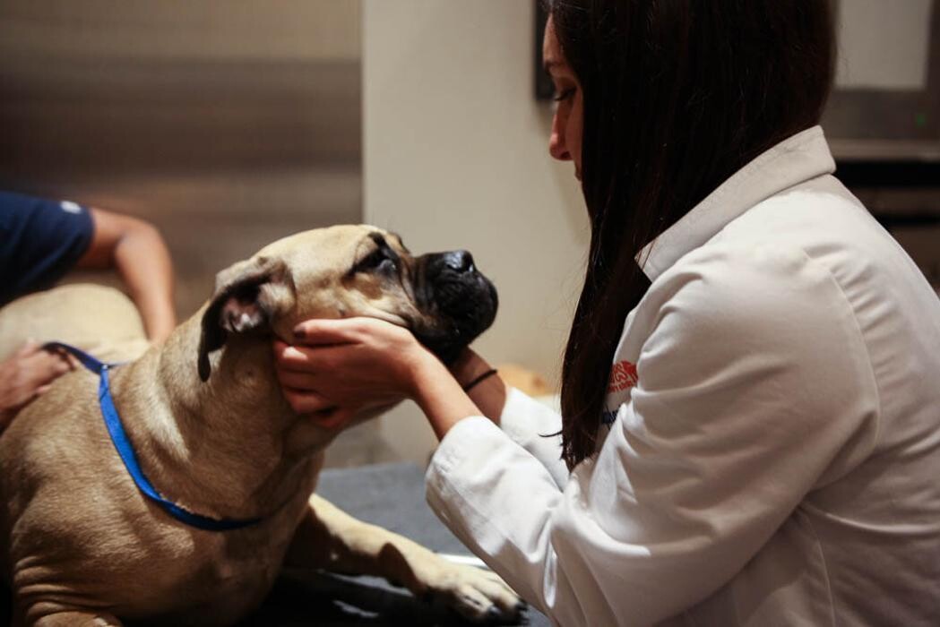 Images Pure Paws Veterinary Care of Clinton Hill