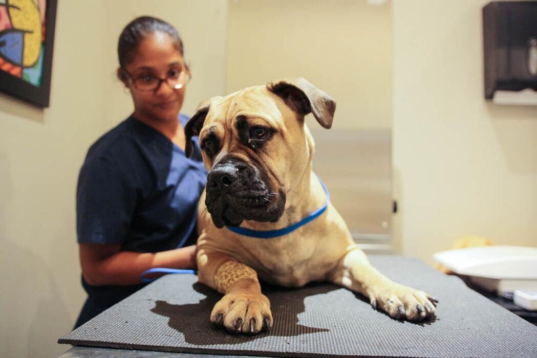 Images Pure Paws Veterinary Care of Clinton Hill