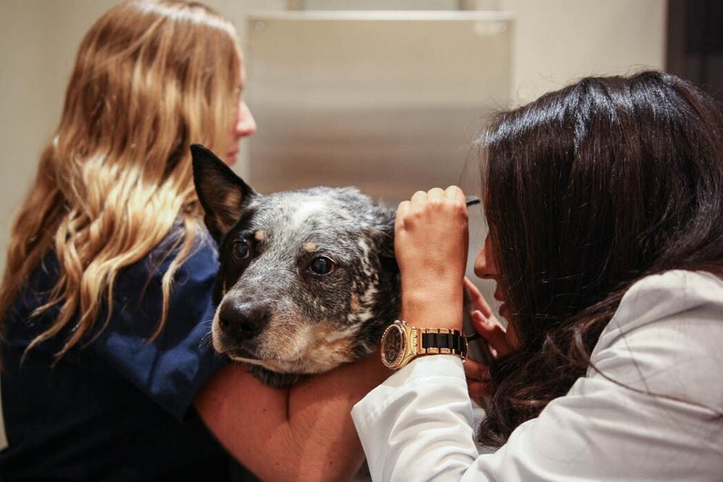Images Pure Paws Veterinary Care of Clinton Hill