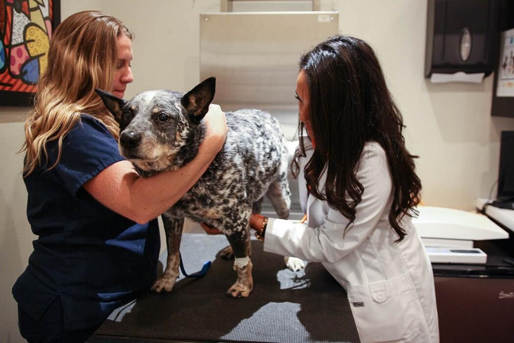 Images Pure Paws Veterinary Care of Clinton Hill