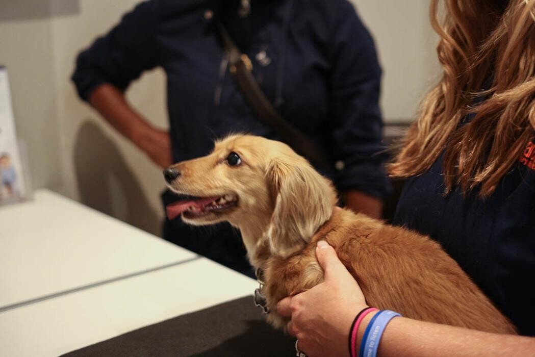 Images Pure Paws Veterinary Care of Clinton Hill
