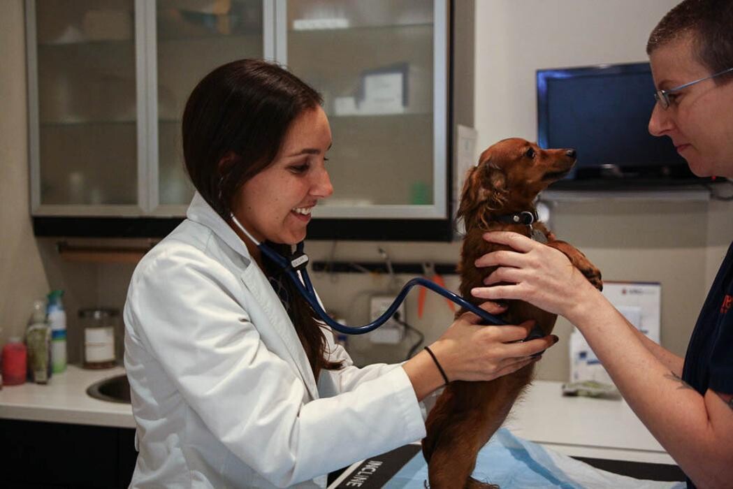 Images Pure Paws Veterinary Care of Clinton Hill