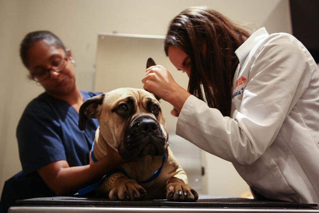 Images Pure Paws Veterinary Care of Clinton Hill