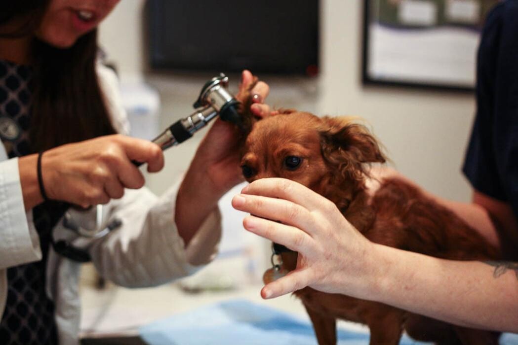 Images Pure Paws Veterinary Care of Clinton Hill