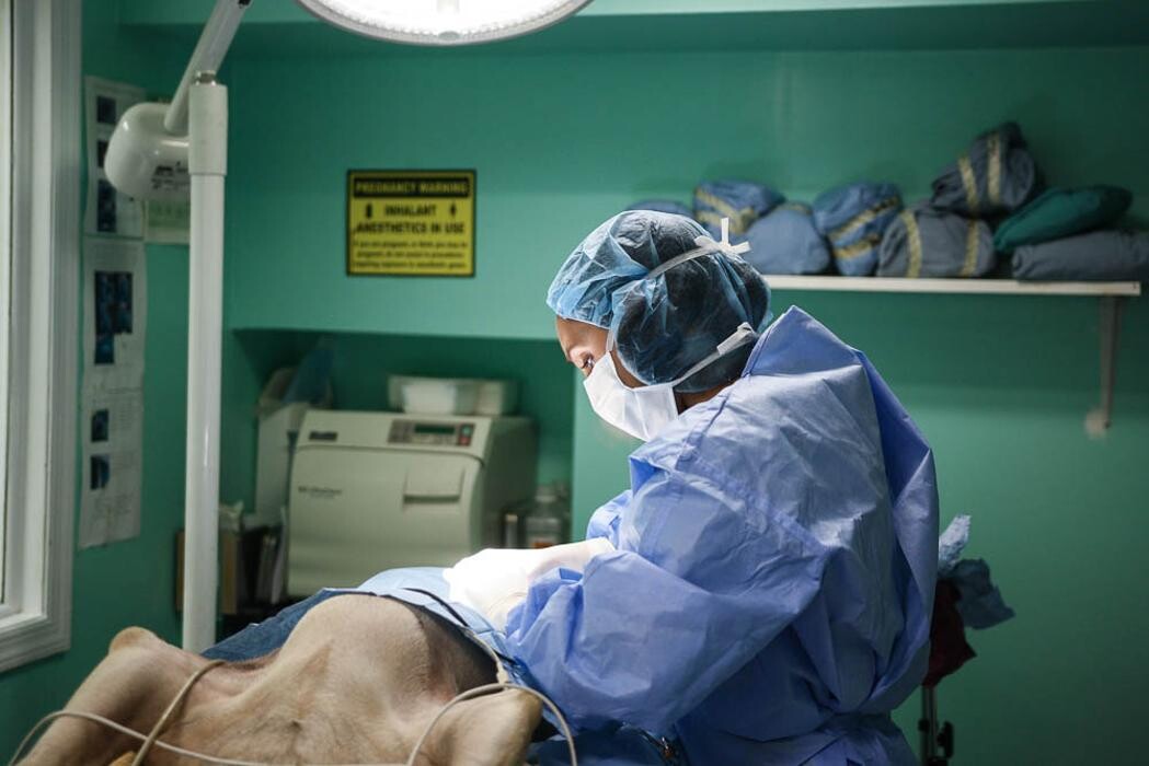 Images Pure Paws Veterinary Care of Clinton Hill