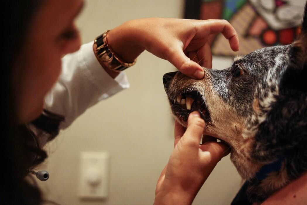 Images Pure Paws Veterinary Care of Clinton Hill