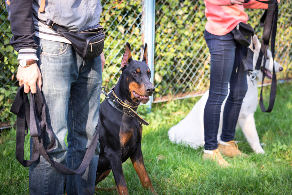 Mac's K9 Logo