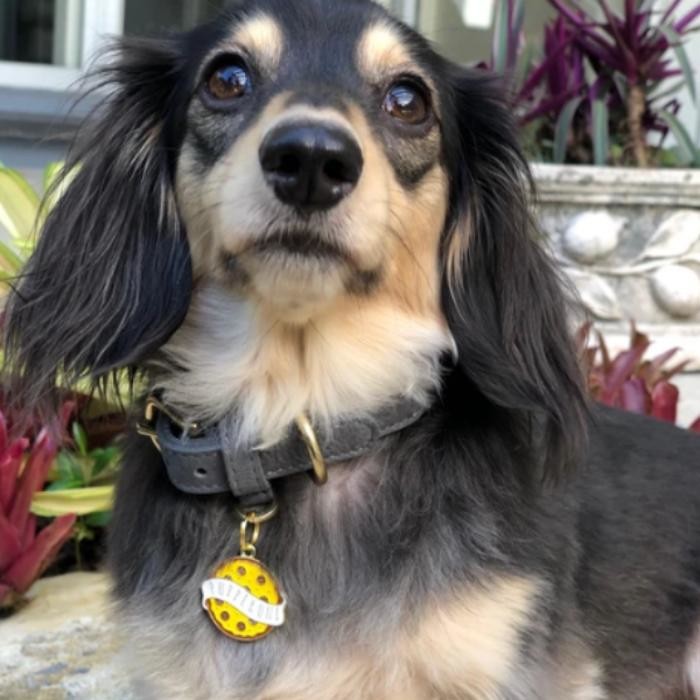 Images Two Tails Pet Company