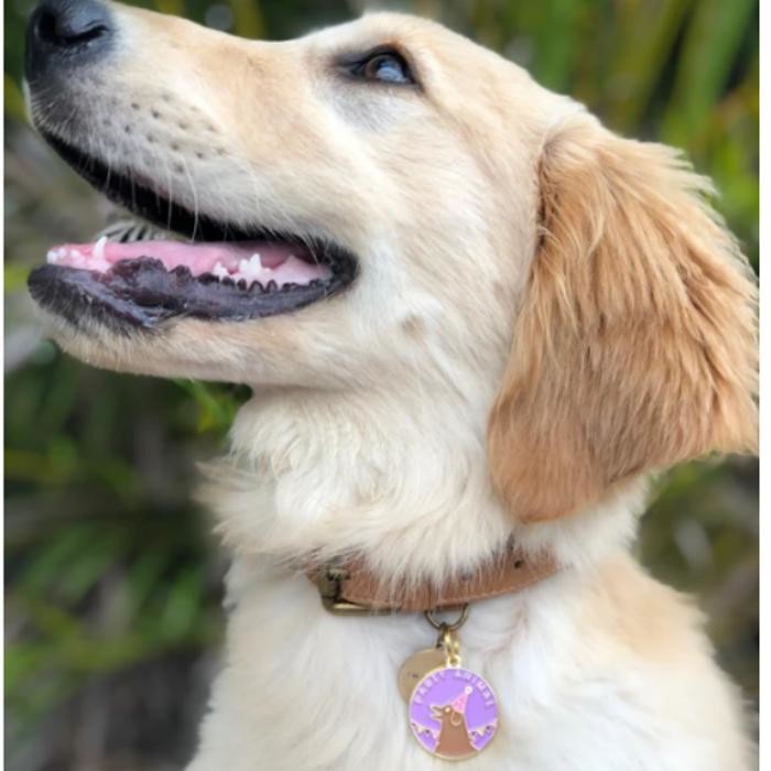 Images Two Tails Pet Company