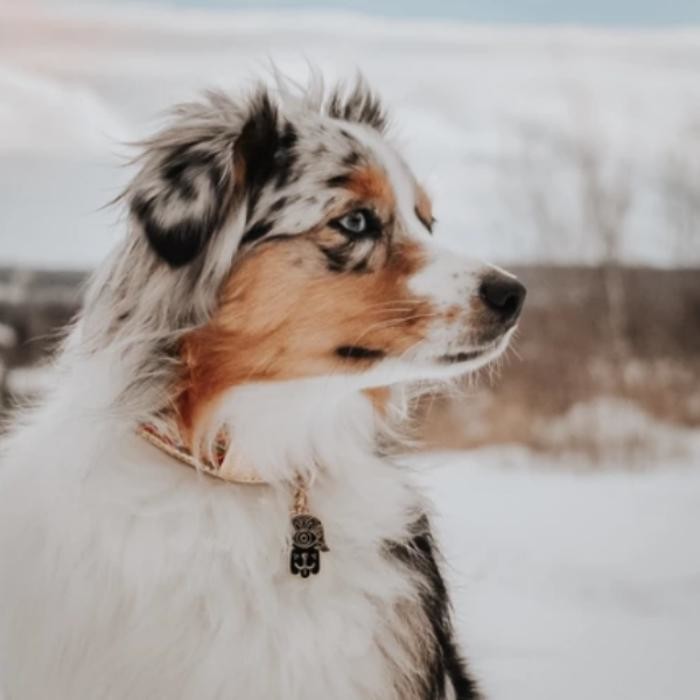 Images Two Tails Pet Company