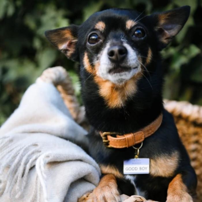 Images Two Tails Pet Company